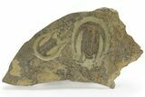 Two Early Cambrian Trilobites (Perrector) - One Long #227809-1